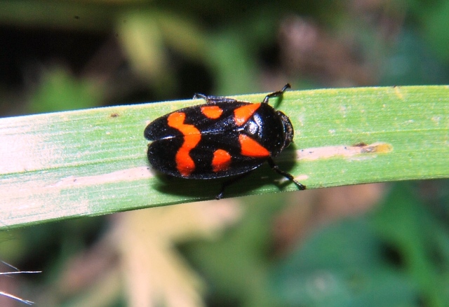 Cercopis sp.